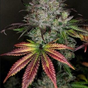 Creme del la Chem F4 (Stardawg Illuminati cut x Chemdogging) Auto 7 Feminized Seeds