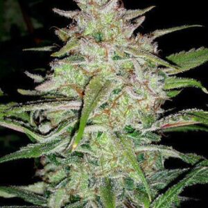 Cosmic Queen F4 (Spacedawg x Chemdogging F4) Auto 7 Feminized Seeds