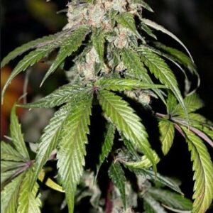 Samsquanch OG F4 (Yeti OG x 3 Bears OG) Auto 7 Feminized Seeds