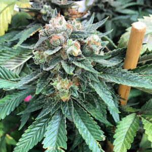 Double Zero (Chemdawg D x Legend OGK RVSD) 5 Feminized Seeds