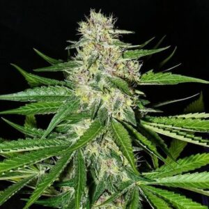 Prayer Pupil F1 (Star Pupil x Prayer Tower) 13 Regular Seeds