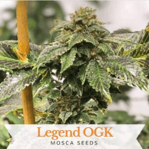 Legend OGK (Legend OGK x Legend OGK RVSD) 8 Feminized Seeds