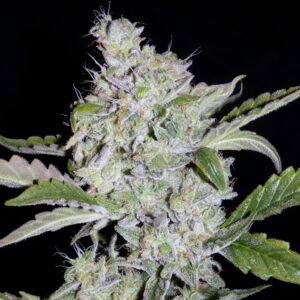 Walter White (Krome's 'the white' cut x Breeding Auto WC1) F5 Auto 7 Feminized Seeds