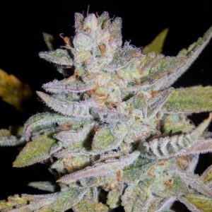 Skylar White Auto (Skywalker x Walter White) 7 Feminized Seeds (Limited Edition)