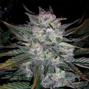 Auto Blues (UK Blues cut x P.I. Breeding Auto [inbred to F4]) 7 Feminized Seeds