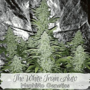 The White Train Auto (Walter White x Fantasmo Express) 7 Feminized Seeds (Limited Edition)