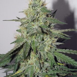 Chemdogging F6 Auto (Chemdog D IBL x P.I. Breeding Auto [inbred to F4]) 7 Feminized Seeds