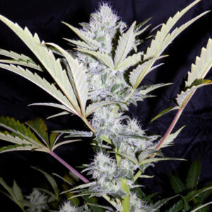 Heisenberg Special Auto (Walter White F4 x 24 Carat) 7 Feminized Seeds (Limited Edition)
