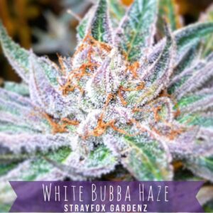 White Bubba Haze (White Haze Doc D cut x Instant Karma) 10 Regular Seeds