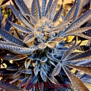 Velvet Ropes (Sacajawea #6 x F4 Blueberry) 13 Regular Seeds
