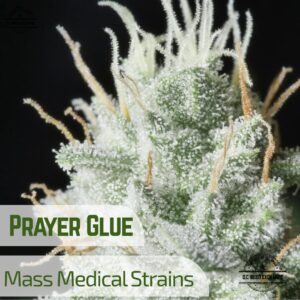 Prayer Glue (GG4 x Prayer Tower Sativa 9) 13 Regular Seeds