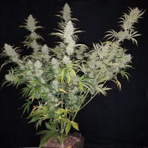 Bubba Trouble Auto (Hubbabubbasmelloscope x White Widow XXL x Bubba Kush Auto) 10 Feminized Autoflower Seeds