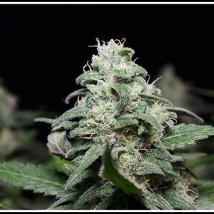 Cinderella 99 BX-1 (Cinderella 99 x Cinderella 99) 10 Regular Seeds