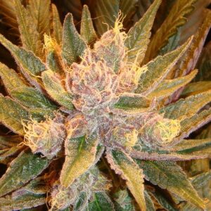 Old Time Moonshine F11 12 Regular Seeds