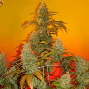 Old Time Bubba Kush (Bubba Kush Pre-98 x Old Time Moonshine) 10 Regular Seeds