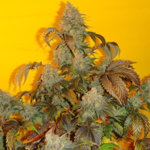 Old Time Indiana Bubble Gum (Indiana Bubble Gum x Old Time Moonshine) 10 Regular Seeds