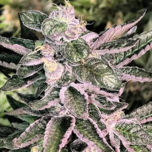 Moonshine Cookies (Girl Scout Cookies-Thin Mints x Old Time Moonshine) 12 Regular Seeds