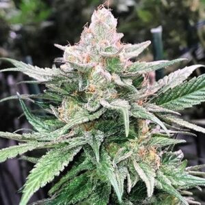 Raspberry Moonshine (Raspberry Kush x Old Time Moonshine) 10 Regular Seeds