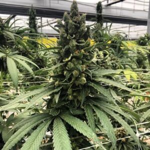 Diesel Moonshine (Sour Diesel x Old Time Moonshine) 12 Regular Seeds