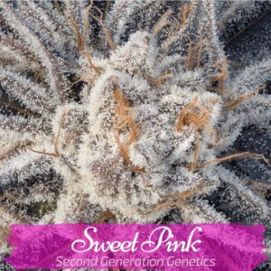Sweet Pink F1 (Pink Champagne x DJ Short F4 Blueberry) 13 Regular Seeds