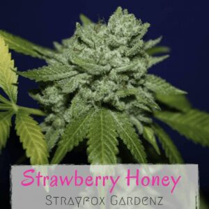 Strawberry Honey (Gorilla Glue #4 x Ronnie Barrett) 10 Regular Seeds
