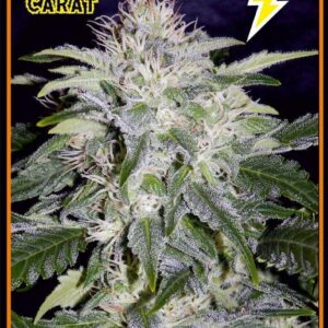 24 Carat Auto F6 (BOG Seeds Sour Boggle x Breeding Auto Purple Indica) 7 Feminized Seeds