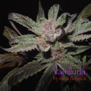 Vanilluna 14 Regular Seeds