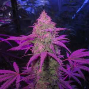 Bum Wine Auto (Hubbabubbasmelloscope x Tyrone Special) 3 Feminized Autoflower Seeds