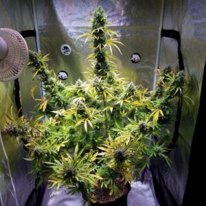Witch Doctor Auto F5 (Bubba Kush Auto x Bubba Kush Auto) 5 Feminized Seeds