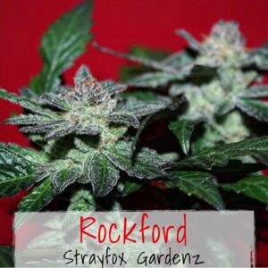 Rockford (Big Chem Wyrm Cut x Tresdawg) 10 Regular Seeds
