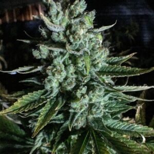 Boom Boom (Sour Diesel x Pink 2.0) 12 Regular Seeds