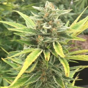 Pineapple Mayhem (Sonic Fly x Pink 2.0) 10 Regular Seeds