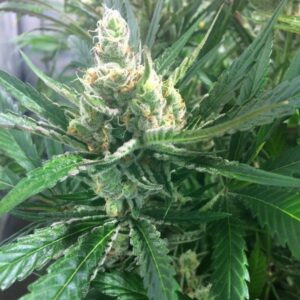 Pink LemonAid F1 (Lemon G x Pink 2.0) 10 Regular Seeds