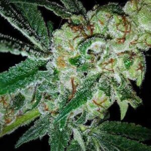 Pink Gorilla (Gorilla Glue #4 x Pink 2.0) 10 Regular Seeds