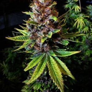 Raspberry Boogie S2 8 Feminized Seeds