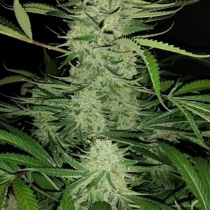 Blue Iguana (Double Dutch x Old Time Moonshine) 10 Regular Seeds