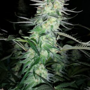 Blue Tsi Fly ([C4 x Cinderella 99] x Old Time Moonshine) *LIMITED EDITION* 12 Regular Seeds