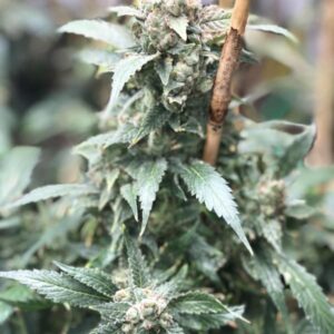 Limon y Pina #1 Lemon Pledge Pheo *LIMITED EDITION* (Love Potion #1 x Cinderella 99) 10 Regular Seeds