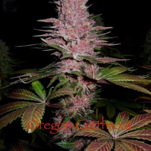 Oregon Cutthroat (Black Rose #3 x F4 Blueberry) 10 Regular Seeds