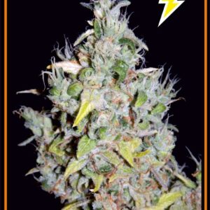 S.O.D.K (Orange Diesel x Sour Orange Male) 7 Feminized Autoflowering Seeds