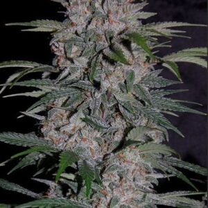 Strawberry Nuggets F4 Auto (Sour Strawberry Kush x 24 Carat F3) 7 Feminized Seeds