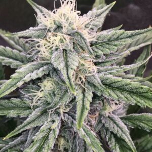 Forum Stomper Auto F4 (Girl Scout Cookies Forum Cut x Sour Stomper F4) 7 Feminized Seeds