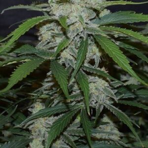 Fugue State Auto F4 (Amnesia Haze Bx1 x Walter White F5) 7 Feminized Seeds