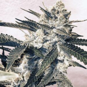 Pink Animal Crackers (Animal Cookies x Pink 2.0) 12 Regular Seeds