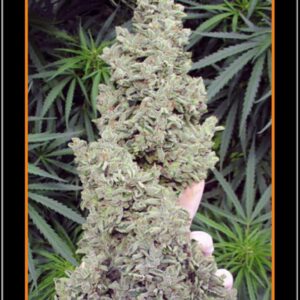 Ripley's OG Auto 7 Feminized Seeds