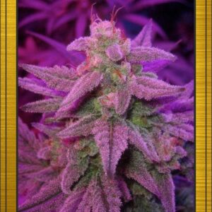 Double Grape Auto (Sour Stomper x Grape Crinkle) 3 Feminized Seeds (LIMITED EDITION)