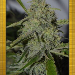 Forgotten Cookies Auto (Forum Stomper x Fugue State) 7 Feminized Seeds (LIMITED EDITION)