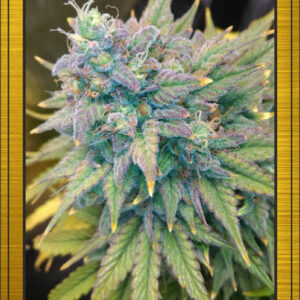 Gold Glue Auto (24 Carat x 4 Assed Monkey) 3 Feminized Seeds (LIMITED EDITION)