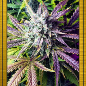 Grapey Walter Auto (Grape Crinkle x Walter White) 7 Feminized Seeds (LIMITED EDITION)