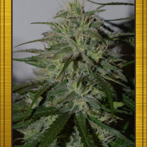 White Chem Auto (Walter White x Chemdogging) 7 Feminized Seeds (LIMITED EDITION)